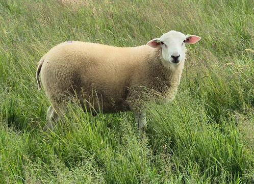 Swifter Stamboek Dekrammen zeer  goede vleeslamindex, Dieren en Toebehoren, Schapen, Geiten en Varkens, Schaap, Mannelijk, 0 tot 2 jaar