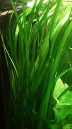Aquariumplanten, Ophalen, Gebruikt, Plant(en), Steen of Hout