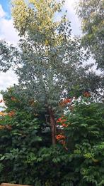 Eucalyptus, Ophalen, Volle zon, Overige soorten