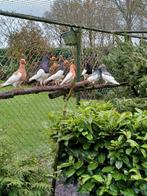 Te koop mooie oud duitse ekster tuimelaars, Mannelijk, Overige soorten