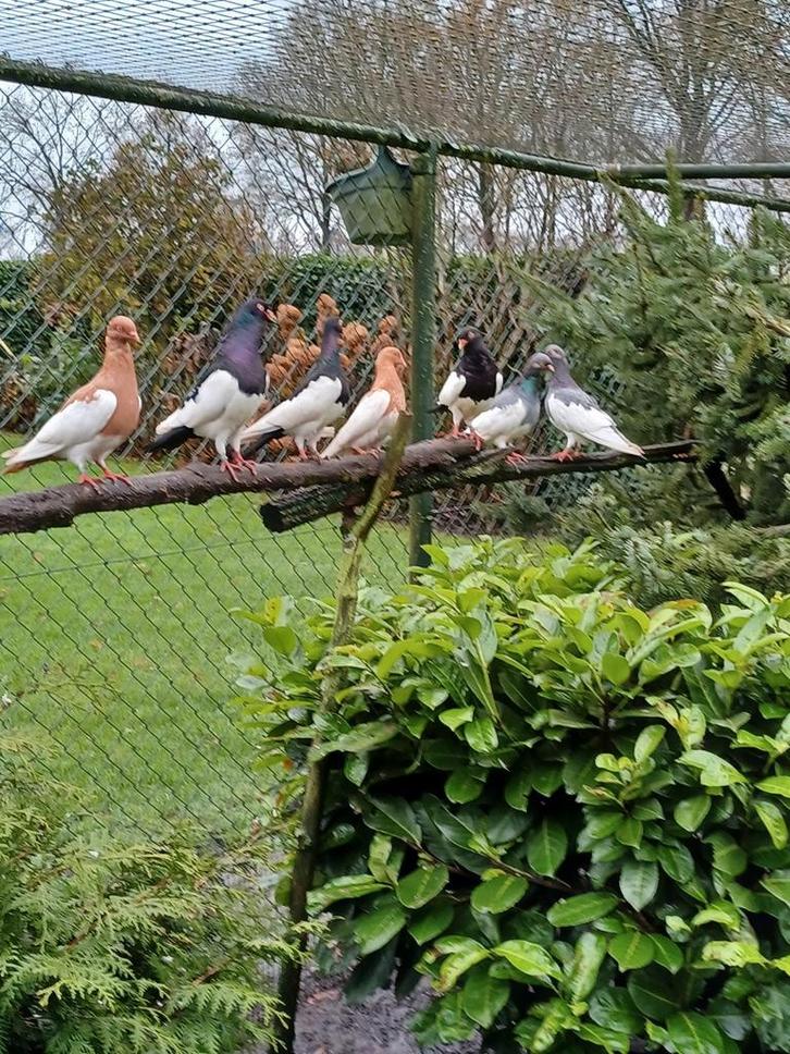 Te koop mooie oud duitse ekster tuimelaars, Dieren en Toebehoren, Vogels | Duiven, Overige soorten, Mannelijk