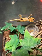Baby wimpergekkos (morphs in beschrijving), Dieren en Toebehoren, Reptielen en Amfibieën, Hagedis