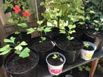 Planten Ginkgo Biloba, Tuin en Terras, Planten | Bomen, Ophalen, Volle zon, Overige soorten