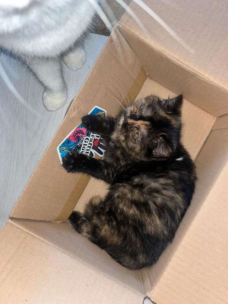 3 mooie halve perzen. 3 poesjes ,, Dieren en Toebehoren, Katten en Kittens | Raskatten | Korthaar, Meerdere dieren, 0 tot 2 jaar