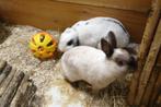 Koppel konijnen (gecastreerd), Meerdere dieren, Klein, 0 tot 2 jaar
