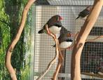 Zebra vink man, Dieren en Toebehoren, Vogels | Overige Vogels, Mannelijk