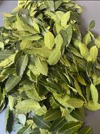 Gedroogde Laurierblaadjes - 100 gram, Volle zon, Vaste plant, Ophalen of Verzenden, Bloeit niet