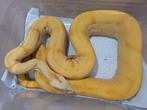 Boa Constrictor Sunset Sharp Albino, Slang