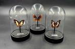 3 modellen vlinders in stolp. Prijs per stuk., Ophalen of Verzenden, Insect, Opgezet dier