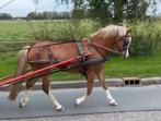 Lieve, knappe welsh A (b-pony) ruin, Dieren en Toebehoren, Pony's, Ruin