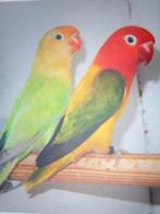 Fischeri dilutte opaline + splitten in turquoise 2024-2025, Dieren en Toebehoren, Geslacht onbekend, Dwergpapegaai of Agapornis