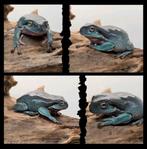 Litoria Caerulea, Snowflake, Dieren en Toebehoren, Reptielen en Amfibieën, Amfibie, Tam, 0 tot 2 jaar