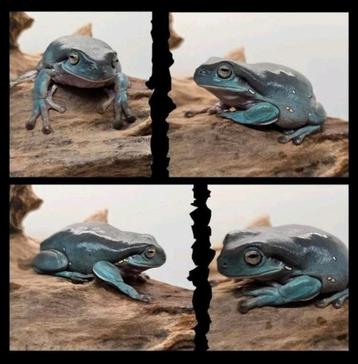 Litoria Caerulea, Snowflake beschikbaar voor biedingen