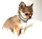 Prachtig chihuahua Reutje langhaar, Dieren en Toebehoren, Honden | Chihuahua's en Gezelschapshonden, Reu, 8 tot 15 weken, CDV (hondenziekte)