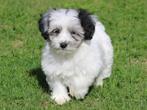 Leuke Boomer pup, Dieren en Toebehoren, Nederland, 8 tot 15 weken, CDV (hondenziekte), Eén hond