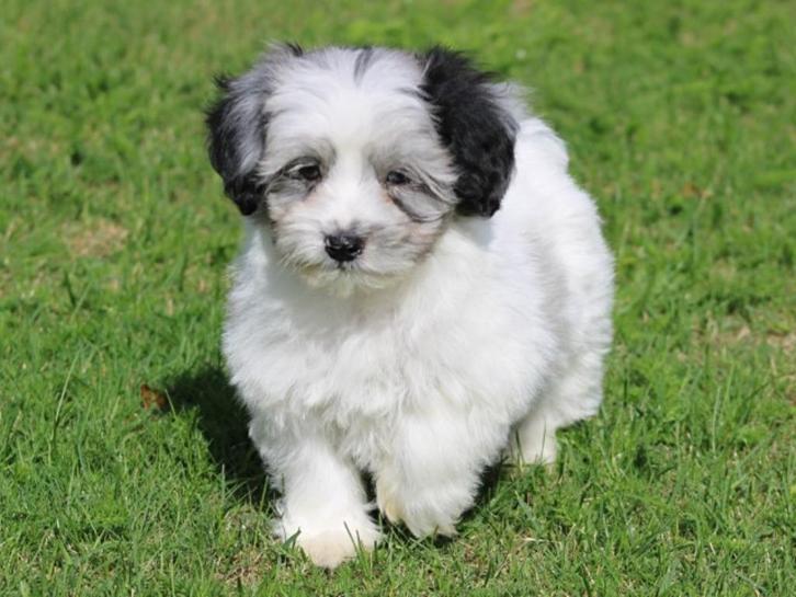 Leuke Boomer pup, Dieren en Toebehoren, Honden | Chihuahua's en Gezelschapshonden, Reu, Overige rassen, Fokker | Professioneel