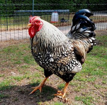 Wyandotte haan beschikbaar voor biedingen