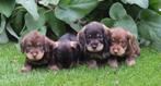 Prachtige ruwharige dwerg teckel pups, Dieren en Toebehoren, Honden | Teckels en Dashonden, Nederland, CDV (hondenziekte), 8 tot 15 weken