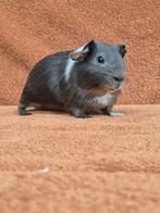 Nieuwsgierig beertje blauw tan bont gladhaar grijs antraciet, Dieren en Toebehoren, Cavia, Mannelijk, November, Tam