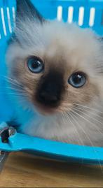 Mooi ragdoll kittentje en herplaatser, Dieren en Toebehoren, Katten en Kittens | Raskatten | Langhaar, Gechipt