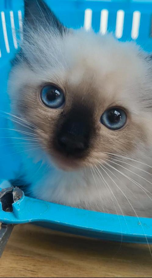 Mooi ragdoll kittentje en herplaatser, Dieren en Toebehoren, Katten en Kittens | Raskatten | Langhaar, Gechipt, Ontwormd, Ingeënt