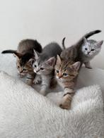 Britse korthaar kittens , met stamboom dekkater., Meerdere dieren, Kortharig