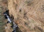 Australorp groot, Dieren en Toebehoren, Meerdere dieren, Kip