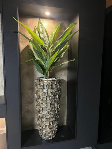 Luxe schelpenvazen met planten beschikbaar voor biedingen