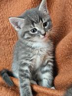 Lieve kittens, bijna 9 weekjes. Blauwwit katertje, Dieren en Toebehoren, Katten en Kittens | Raskatten | Korthaar, Meerdere dieren