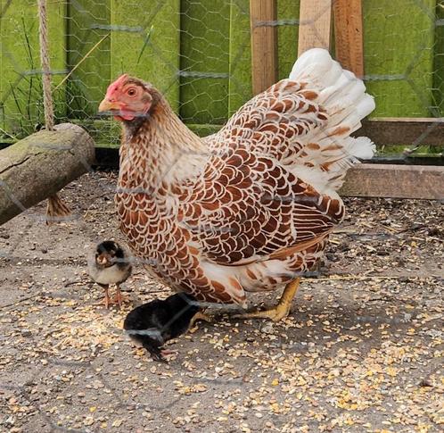 Scharrelweide gezocht  voor 6 kriel kippen hennen, Dieren en Toebehoren, Pluimvee, Kip, Vrouwelijk
