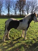 tinker paard, Dieren en Toebehoren, Paarden, Merrie, Minder dan 160 cm, Gechipt, Niet van toepassing