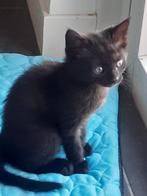 2 Super mooie kittens Siberisch, Dieren en Toebehoren, Katten en Kittens | Raskatten | Korthaar, Meerdere dieren, Ontwormd, 0 tot 2 jaar