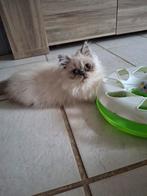 Perzische colourpoint katertje, Dieren en Toebehoren, Katten en Kittens | Raskatten | Langhaar, Kater, Gechipt, 0 tot 2 jaar
