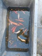 Gratis vijvervissen, Dieren en Toebehoren, Vissen | Vijvervissen, Karper of Koi