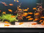 goud molly €4,95, Dieren en Toebehoren, Vissen | Aquariumvissen, Vis, Zoetwatervis