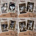 🐾 Pomsky pups 🐶 Ouders getest op ED, HD en patellaluxatie, Dieren en Toebehoren, Honden | Poolhonden, Keeshonden en Oertypen
