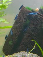 Blauwe garnalen ( neo caridina), Dieren en Toebehoren, Kreeft, Krab of Garnaal, Zoetwatervis