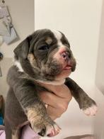 New English Bull pups, Dieren en Toebehoren, Honden | Bulldogs, Pinschers en Molossers, CDV (hondenziekte), Meerdere, Bulldog