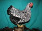 Krielkippen te koop., Dieren en Toebehoren, Vrouwelijk, Kip