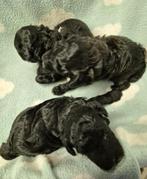 Mooie zwart/bruine toy poedel pup, Dieren en Toebehoren, Honden | Chihuahua's en Gezelschapshonden, Particulier, Meerdere, 8 tot 15 weken