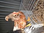 Haantjes, Dieren en Toebehoren, Mannelijk, Tam