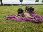 Superlieve Leonberger x Newfoundlander pups, Dieren en Toebehoren, Honden | Retrievers, Spaniëls en Waterhonden, Overige rassen