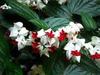 Gezocht:  clerodendrum thomsoniae Bloedend hart, Tuin en Terras, Planten | Tuinplanten, Volle zon, Groenteplanten, Eenjarig, Ophalen of Verzenden