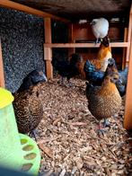 Broedeieren Ga h mong bont, Dieren en Toebehoren, Pluimvee, Geslacht onbekend, Kip