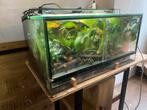 Terrarium met tricolor gifkikker, Ophalen, Gebruikt, Terrarium of Paludarium