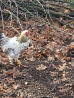 Haan, half jaar oud, Dieren en Toebehoren, Pluimvee, Mannelijk, Kip