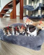 Kittens, 0 tot 2 jaar