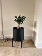 Ficus Ginseng | Boompje in pot, Ficus, In pot, Minder dan 100 cm, Groene kamerplant
