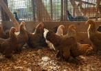 Brahma kriel | Tamme kippen | Passend advies!, Dieren en Toebehoren, Pluimvee, Meerdere dieren, Kip