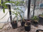 5 x oleander nerium, Ophalen, Zomer, Overige soorten, Volle zon